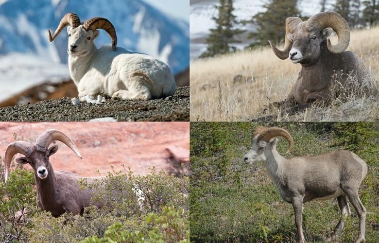 Four sheep species in north america 1