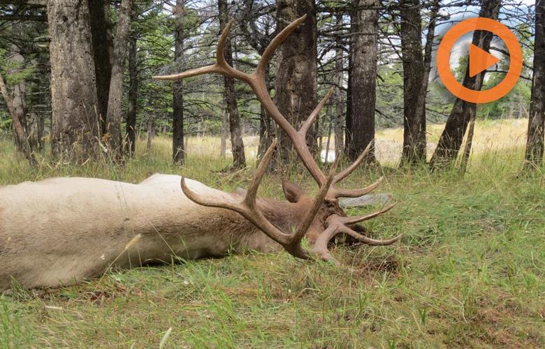 Large bull elk on the ground guided by jay scott 1