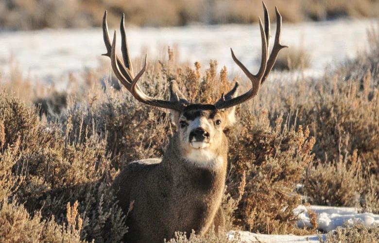 Wyoming mule deer on the winter range 1