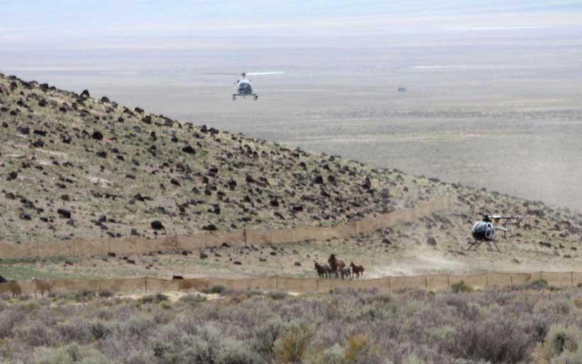 Blm wild horse roundup helicopter
