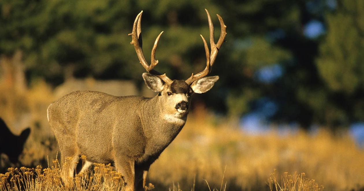 Montana mule deer cwd h1