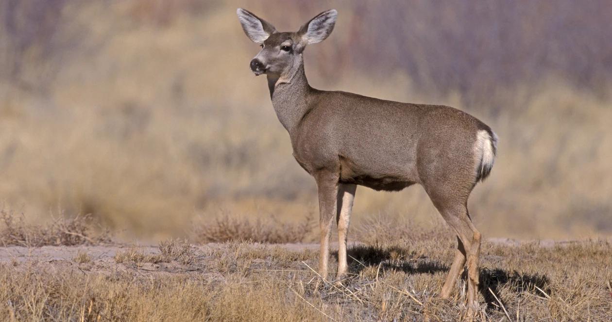 Idaho elk mule deer rates h1_0