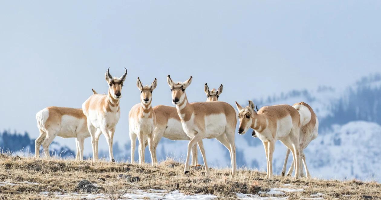 Wyoming seeks comments on antelope migration corridor 1