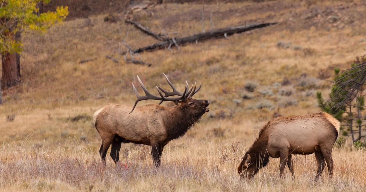 Montana deer elk urine news 1