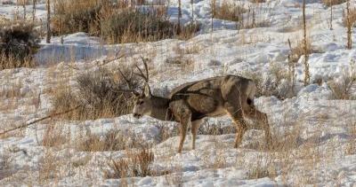 2023 new mexico mule deer and antelope application strategy 1