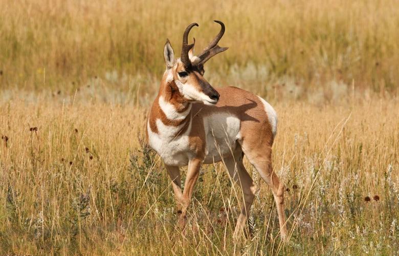 Montana antelope buck 1