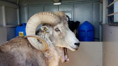 Hybrid ram breeding with marco polo tissue