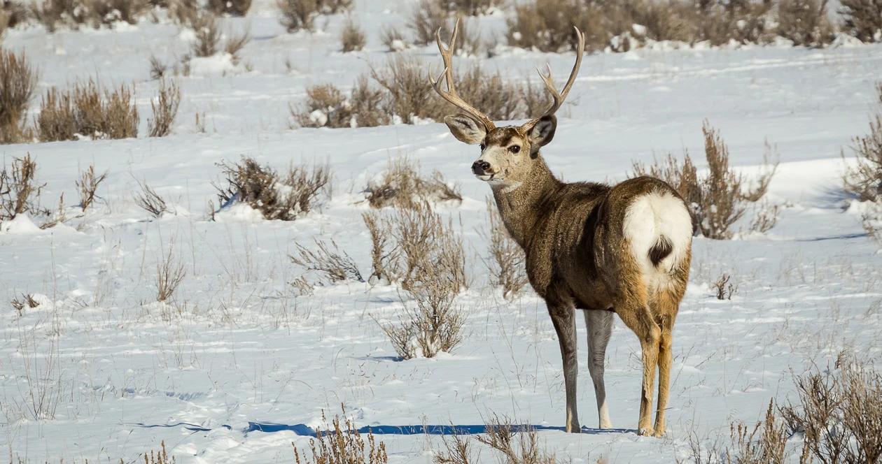 Wyoming mule deer migration h1_2