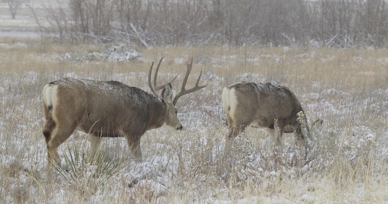 Two montana mule deer h11