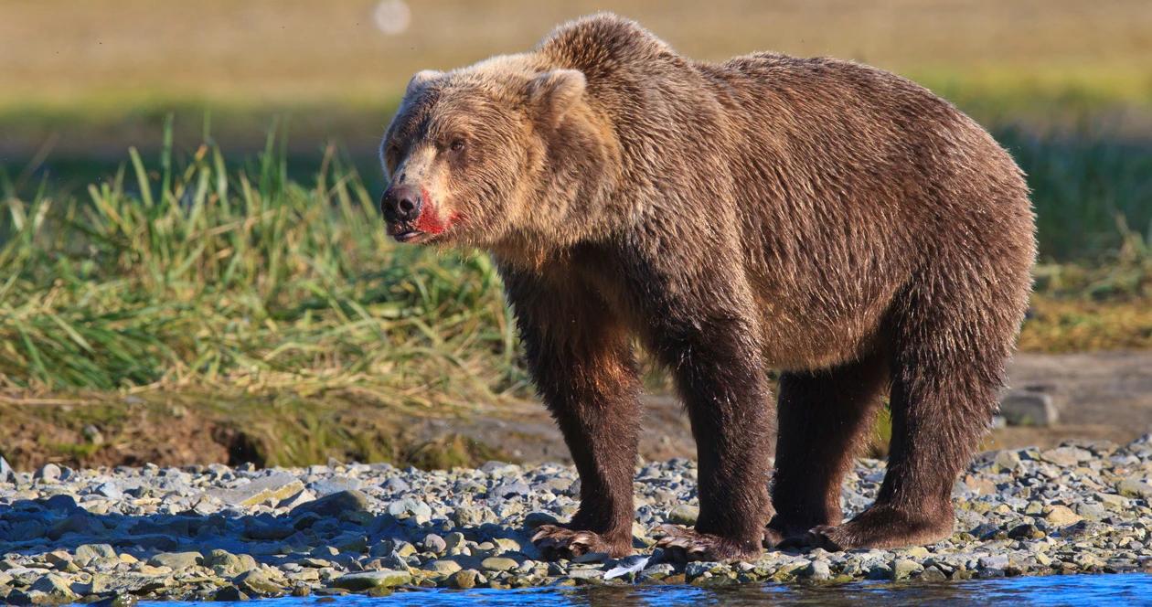 Alaska discusses future bear season due to covid 19 1