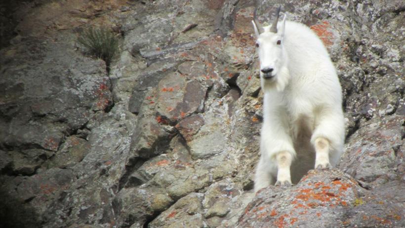 Mountain goat digiscope photo in Utah