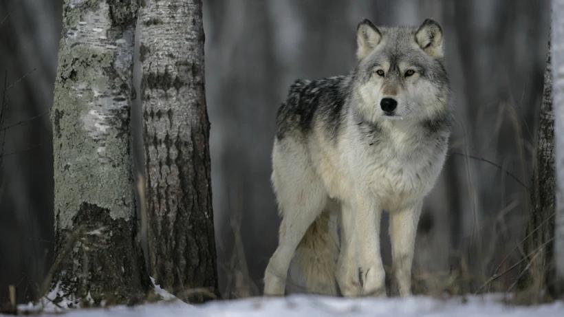 Wolf management plan under review in Minnesota