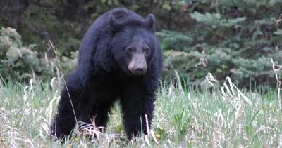 California black bear bill h1