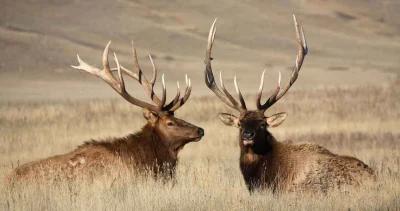 Elk samples for brucellosis research h1