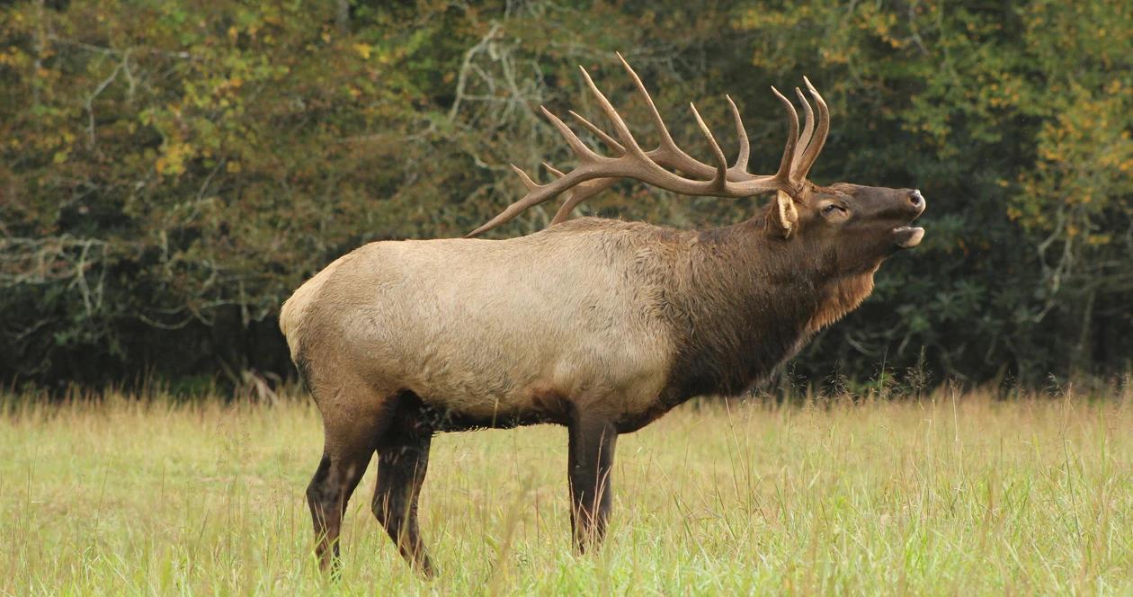2023 virginia elk hunting application strategy 1