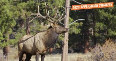 2020 arizona elk application strategy article 1