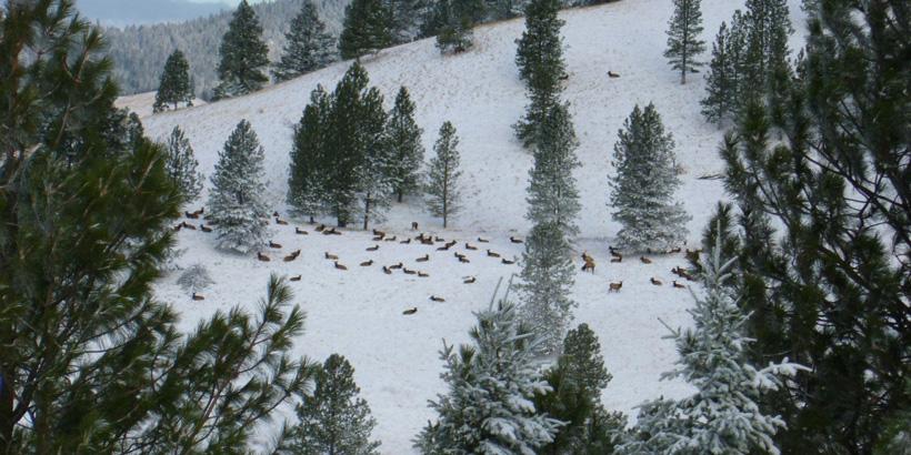 Large herd of late season elk