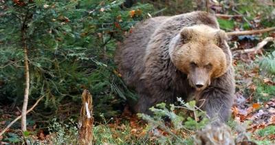 Montana grizzly bear attack h1_3