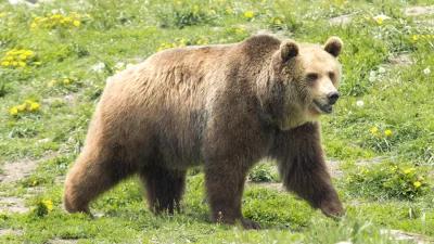 Montana confirms grizzly bear sighting in Tobacco Root Mountains