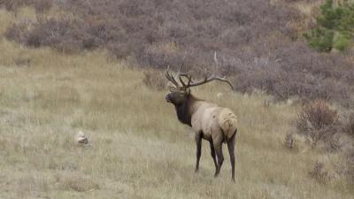Application Strategy 2022: Idaho Elk, Deer, and Antelope