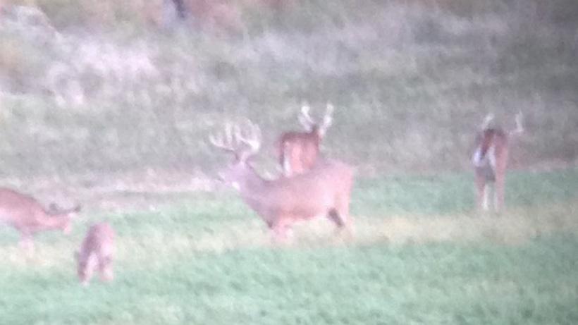 Scouting for a giant Kansas buck