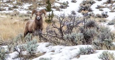 Wildfires a positive deal for colorado bighorn sheep 1