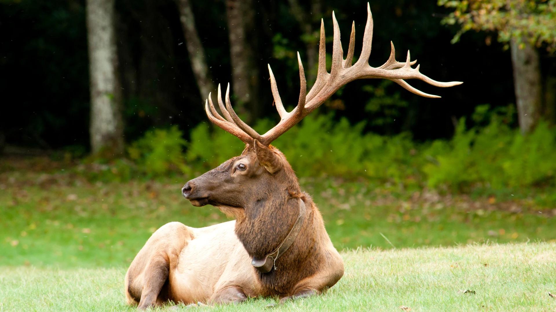 Wisconsin to hold first-time elk hunt for central herd