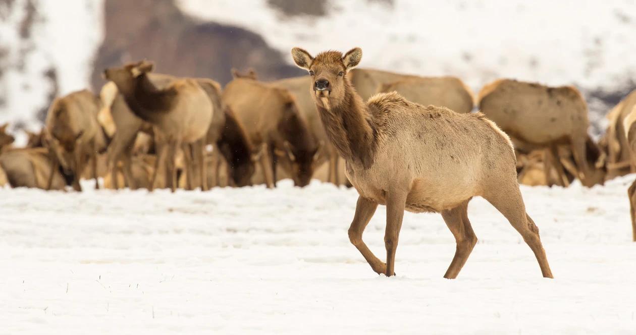 Wyoming elk feeding grounds h1