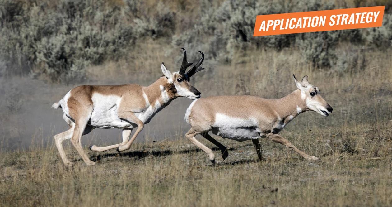 2018 new mexico antelope and exotic species application strategy article 1