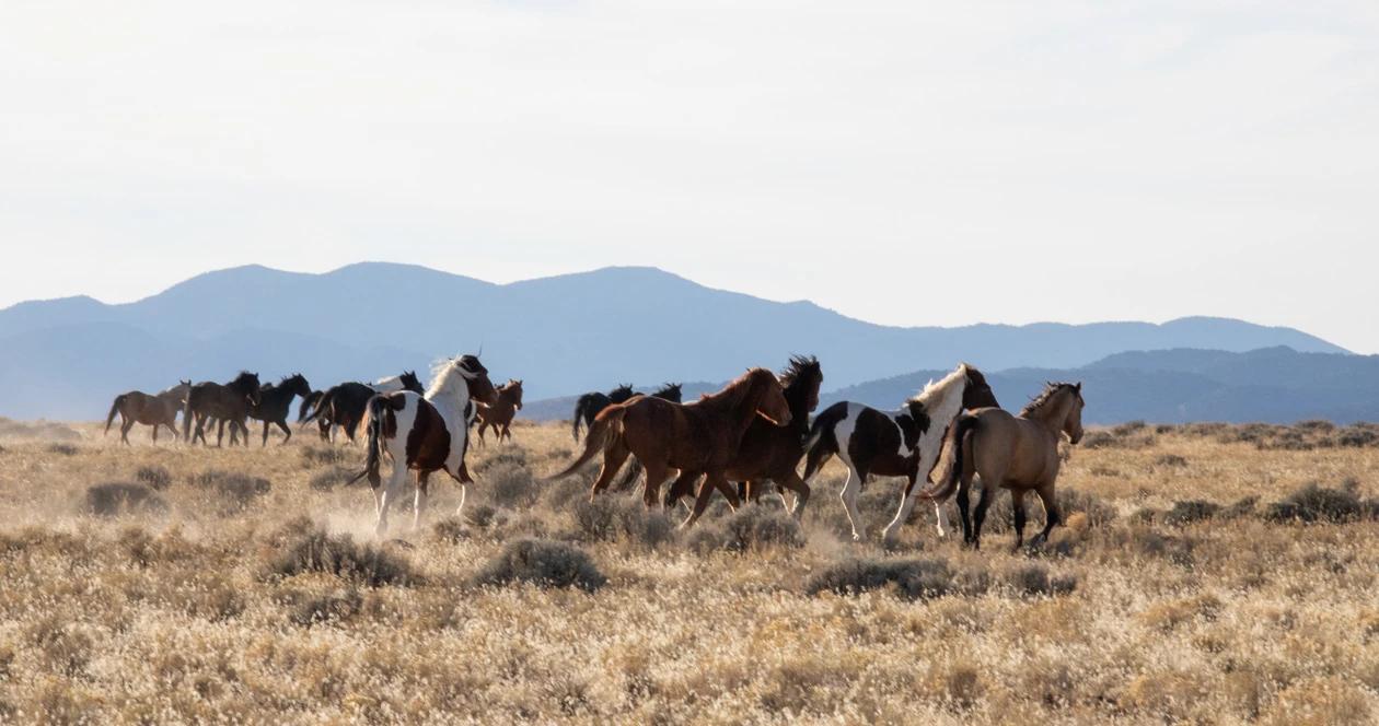 Nevada overpopulation of feral horses a big concern 1