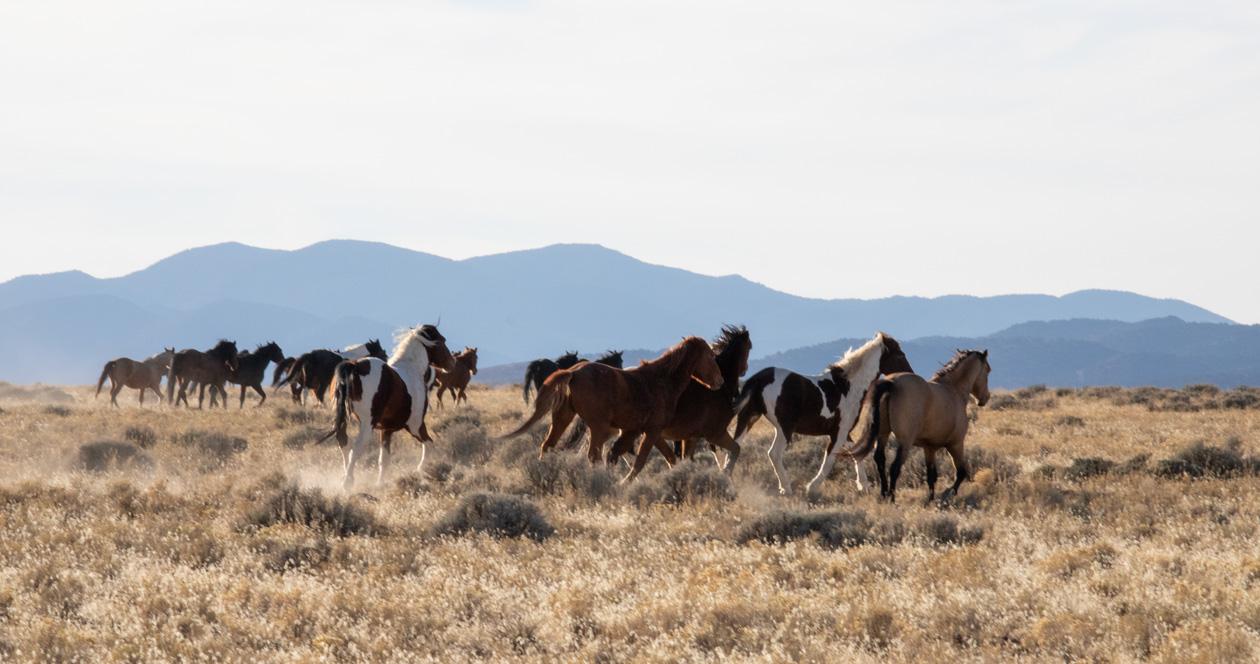 Nevada overpopulation of feral horses a big concern 1