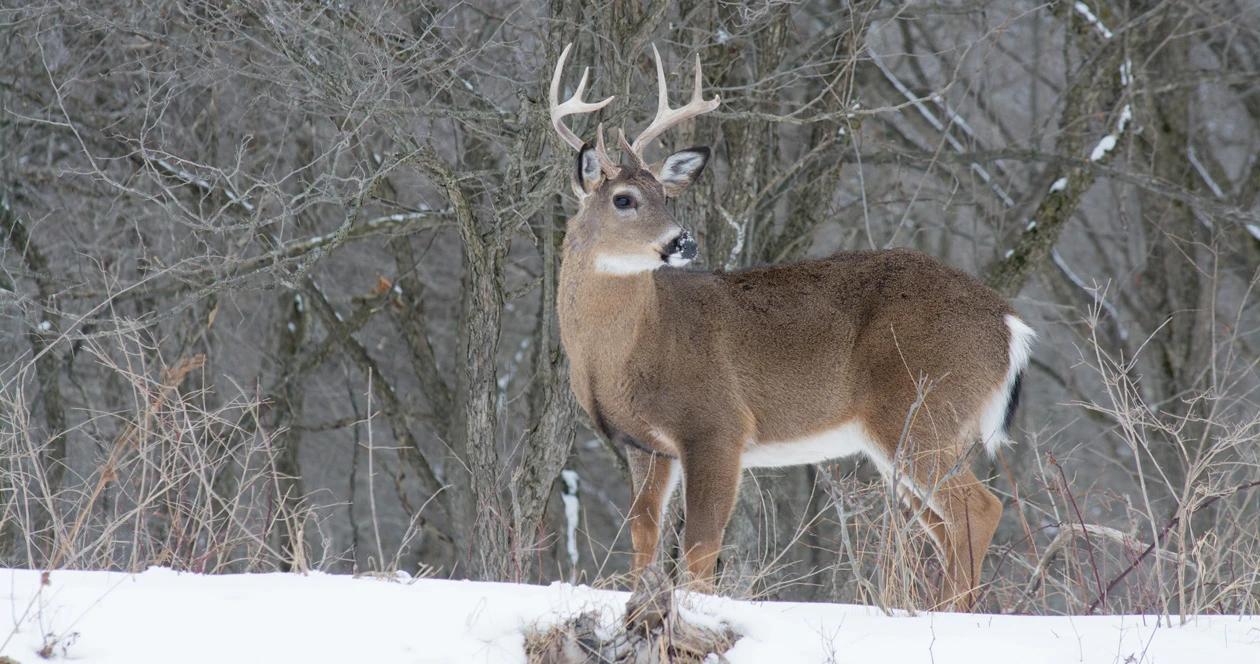 Michigan tb disease whitetail deer h1