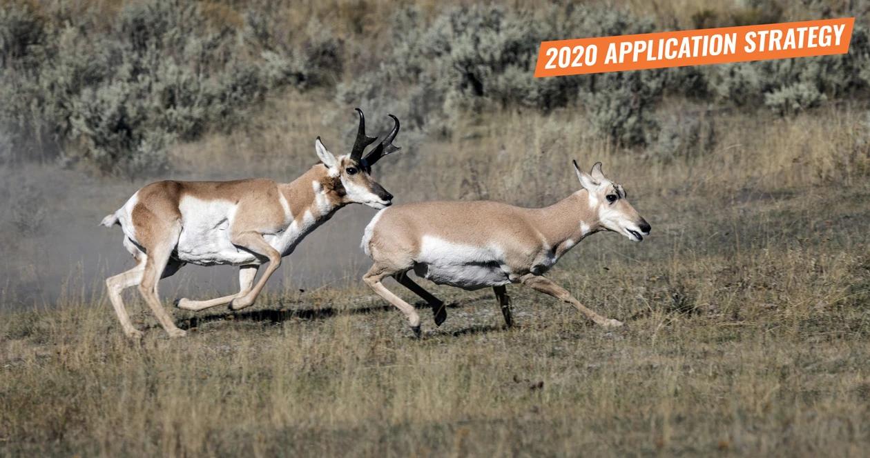 2020 arizona antelope application strategy article 1