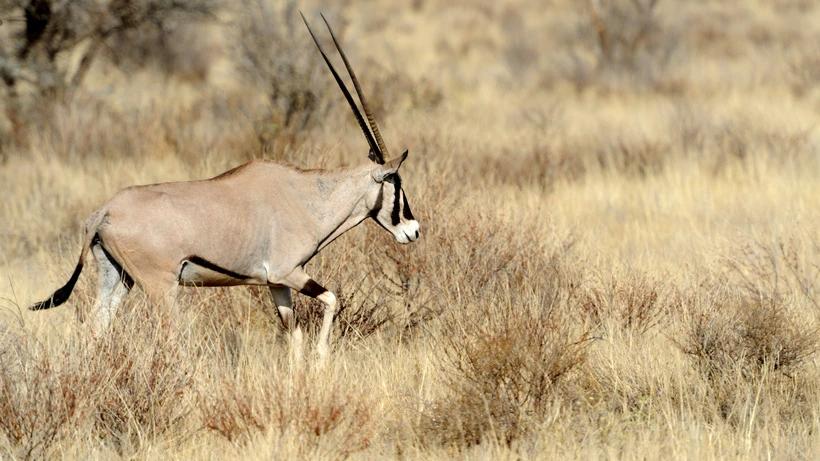 New Mexico announces oryx hunt for injured servicemen