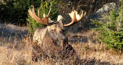 British columbia moose ticks h1