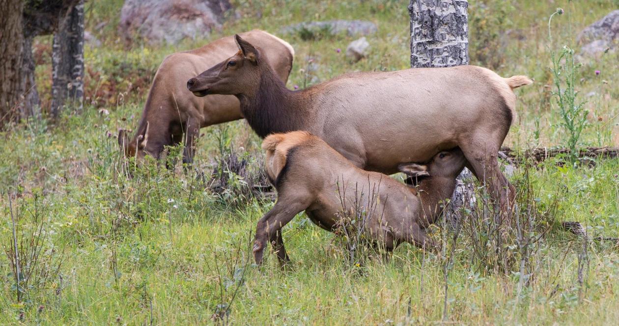 Yellowstone elk calving season h1