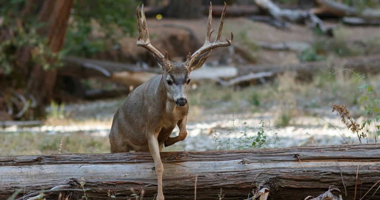 Wyoming collared mule deer study h1