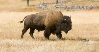 National park service draft bison mangement plan 1