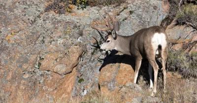 Utah mule deer h1_2