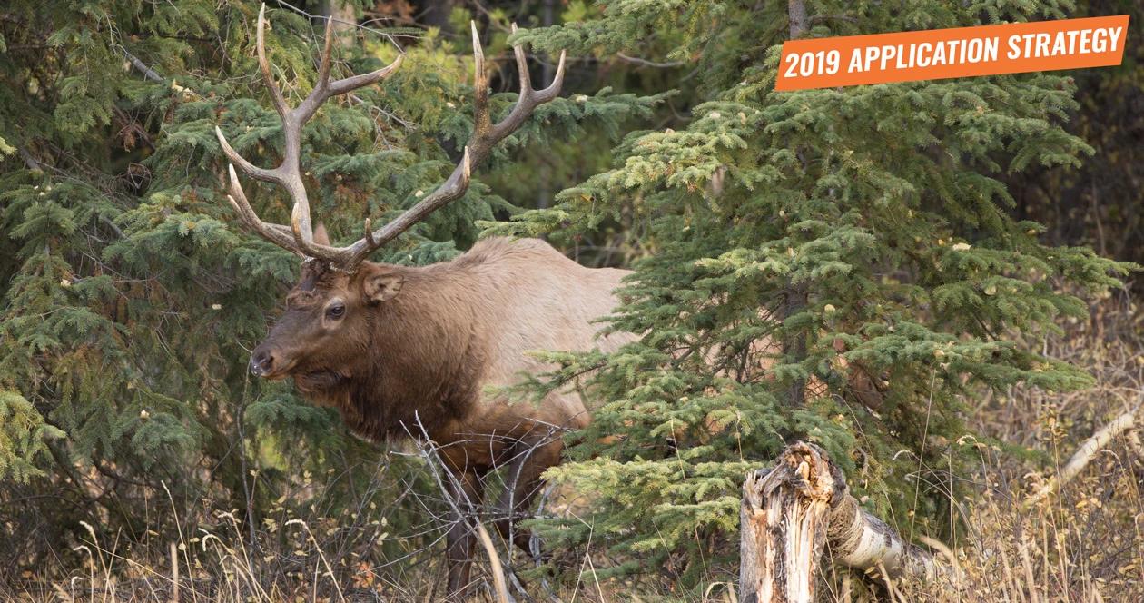 2019 colorado elk and antelope application strategy article 1