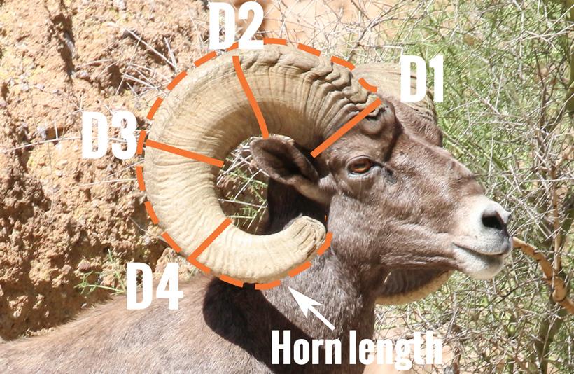 Bighorn sheep measurement locations_0