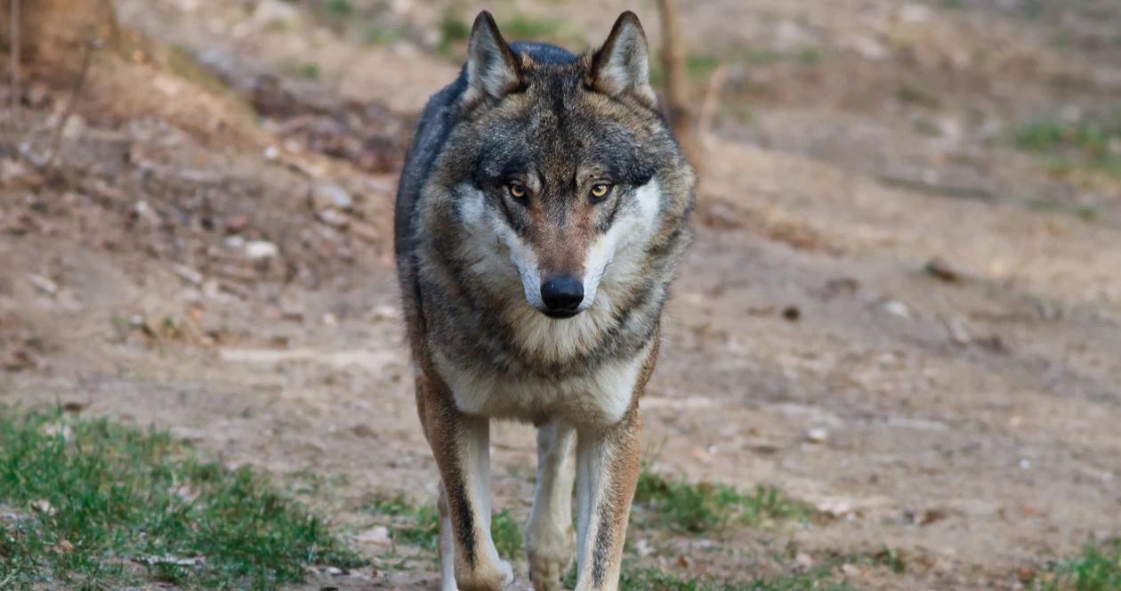Mexican wolf h1