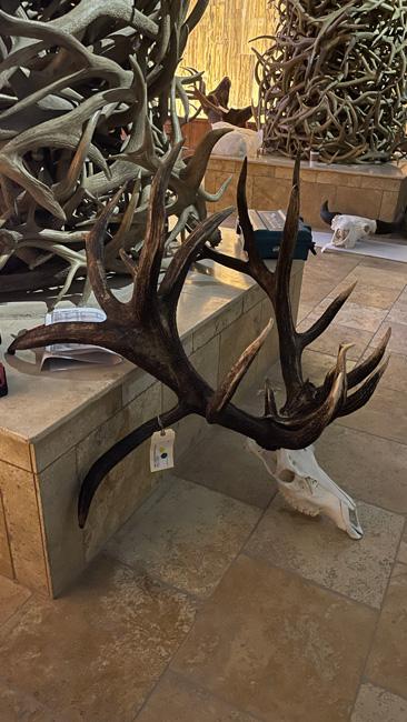 Nontypical bull elk ready for display