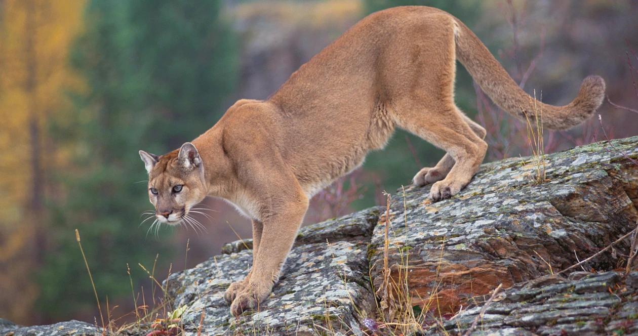 California mountain lion protections h1