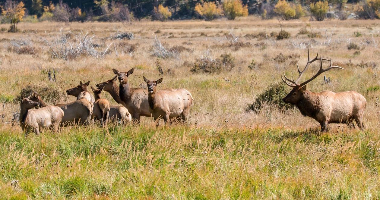Elk hoof rot in washington herd h1