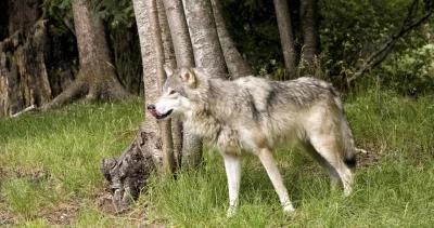 Washington wolves could be reclassified to sensitive status 1