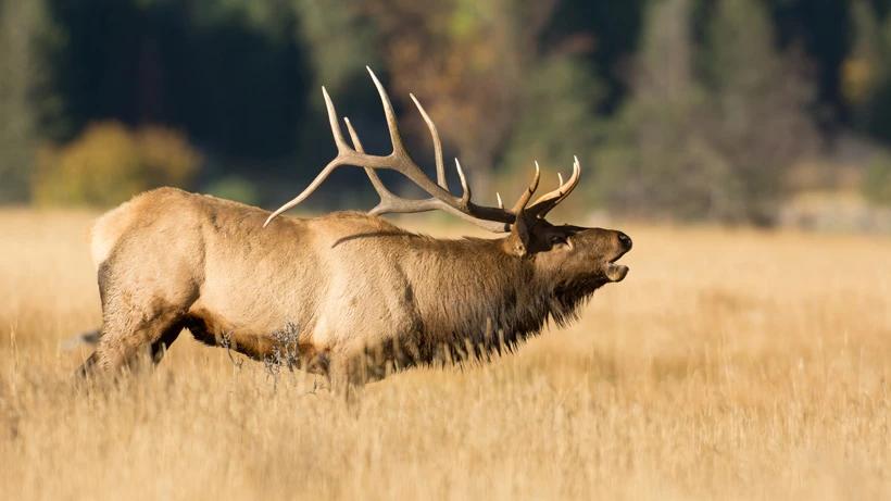 Idaho reports 2017 was good season for elk and whitetail deer