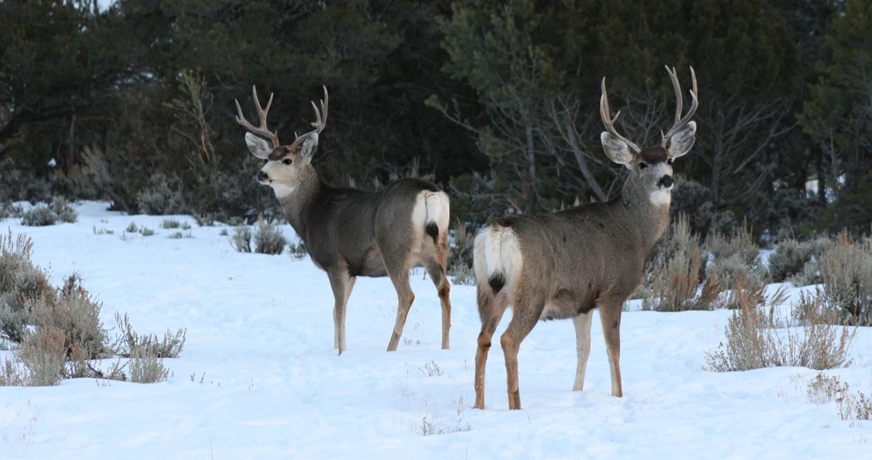 Wyoming mule deer study h1