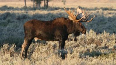 Nevada approved 2024 moose hunt