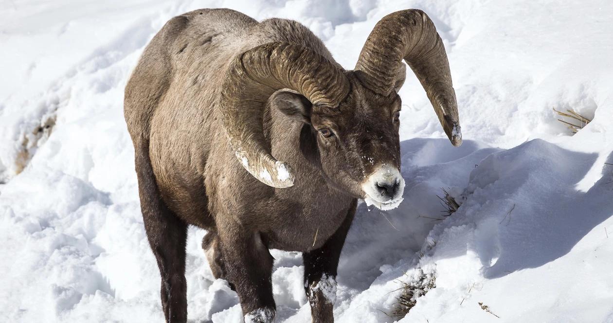 Teton national park bighorn sheep h1